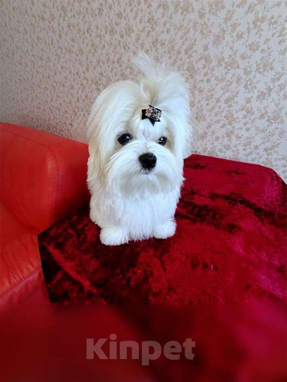 Собаки в Екатеринбурге: Мальтийская болонка — отличный выбор для дома. Девочка, Бесплатно - фото 3