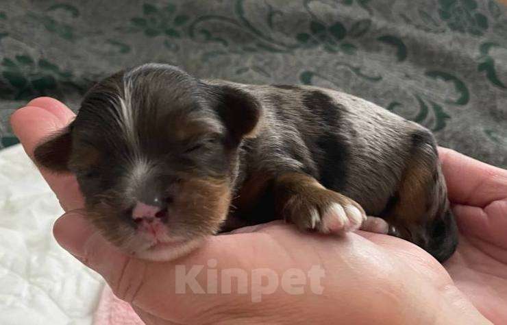 Собаки в Хабаровске: Йоркширский терьер щенки Разнополые, 40 000 руб. - фото 10