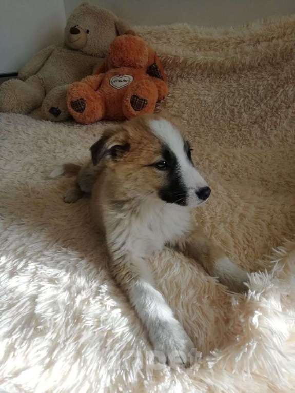 Собаки в Краснодаре: Бетховен Мальчик, Бесплатно - фото 5