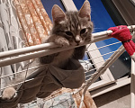 Кошки в Новокузнецке: Котята в добрые руки Девочка, Бесплатно - фото 2