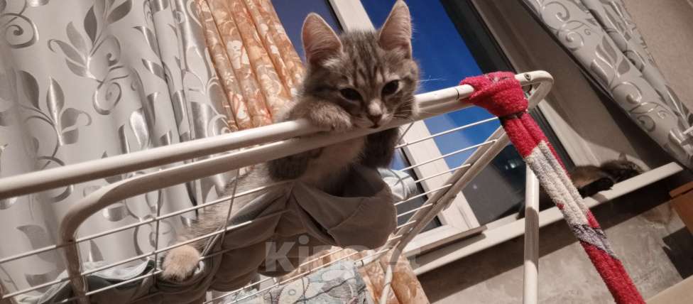 Кошки в Новокузнецке: Котята в добрые руки Девочка, Бесплатно - фото 2