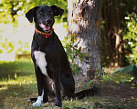 Собаки в Мытищах: Очаровательный Чаплин ищет дом  Мальчик, Бесплатно - фото 4