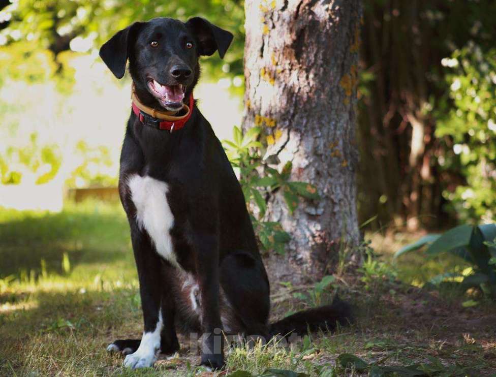 Собаки в Мытищах: Очаровательный Чаплин ищет дом  Мальчик, Бесплатно - фото 4