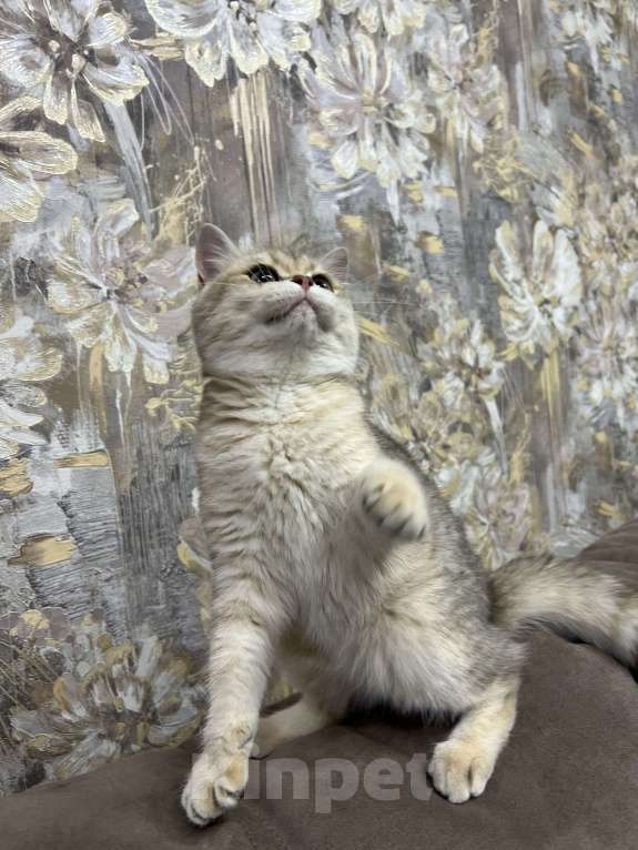 Кошки в Санкт-Петербурге: Голубое золото британская кошечка Девочка, 65 000 руб. - фото 5