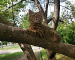 Кошки в Орлове: Вязка, 1 000 руб. - фото 2