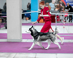 Собаки в Москве: Кобель Хаски для вязки Мальчик, 1 руб. - фото 2