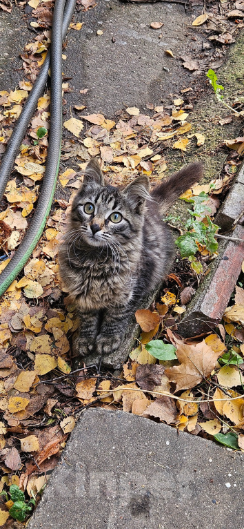 Кошки в Москве: Немедленно влюбиться. Девочка, Бесплатно - фото 2