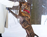 Собаки в Москве: Алано эспаньол Найта в добрые руки Девочка, Бесплатно - фото 4