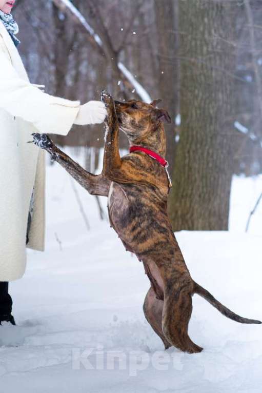 Собаки в Москве: Алано эспаньол Найта в добрые руки Девочка, Бесплатно - фото 4