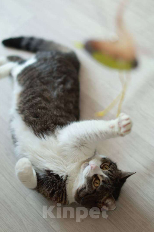 Кошки в Санкт-Петербурге: Шарлотта — ласковая кошка, кокетка, красотка Девочка, Бесплатно - фото 2