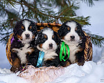 Собаки в Волоколамске: Бернский Зенненхунд, питомник РКФ. Мальчик, Бесплатно - фото 5