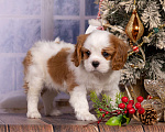 Собаки в Королеве: Кавалер Кинг Чарльз спаниель щенок мальчик мини Мальчик, 65 000 руб. - фото 1