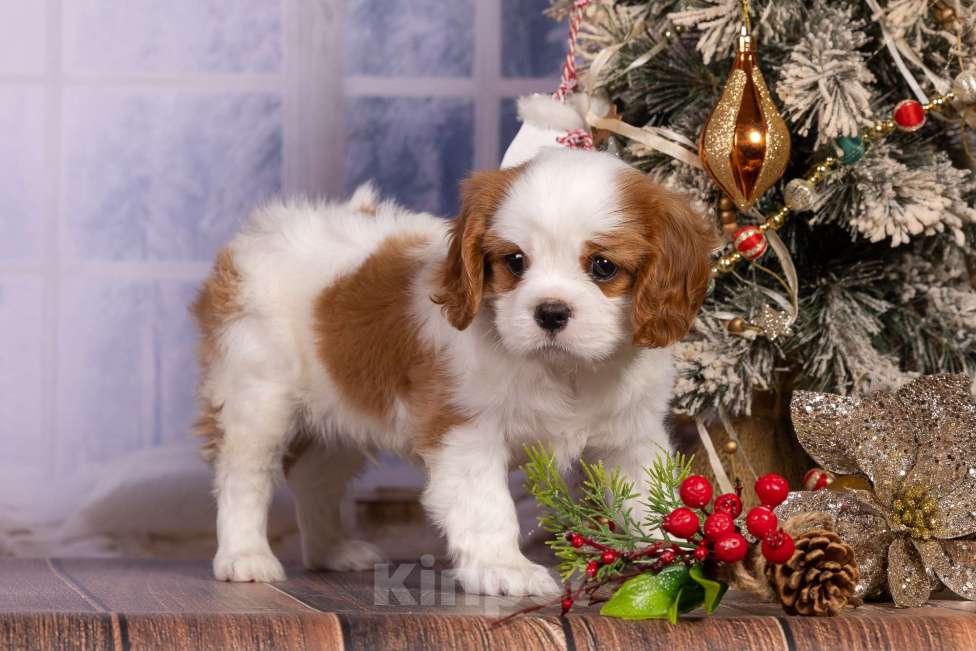 Собаки в Королеве: Кавалер Кинг Чарльз спаниель щенок мальчик мини Мальчик, 65 000 руб. - фото 1