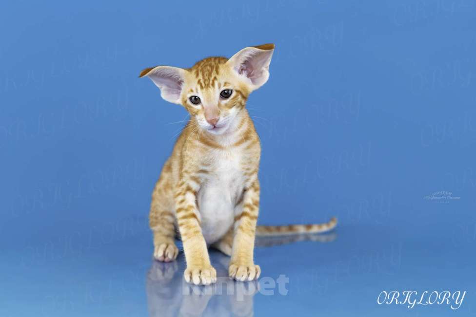 Кошки в Новокузнецке: Ориентальный котенок Мальчик, 50 000 руб. - фото 2