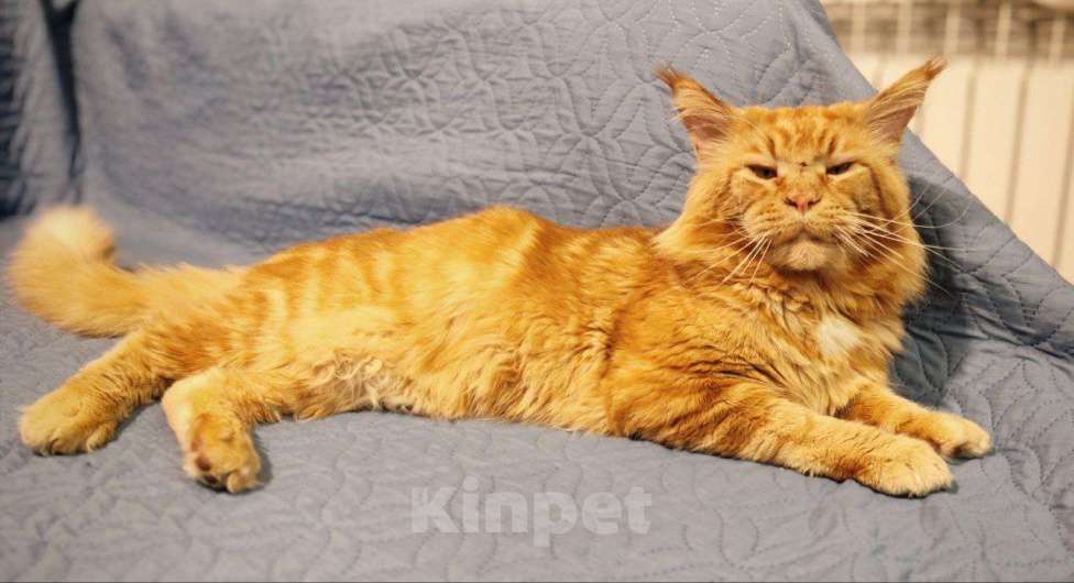 Кошки в других городах Воронежской области: Малышка 2 Девочка, 7 000 руб. - фото 4