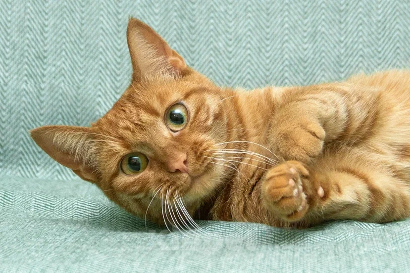 Кошки в Реутове: Взрослая кошка в добрые руки Девочка, Бесплатно - фото 6