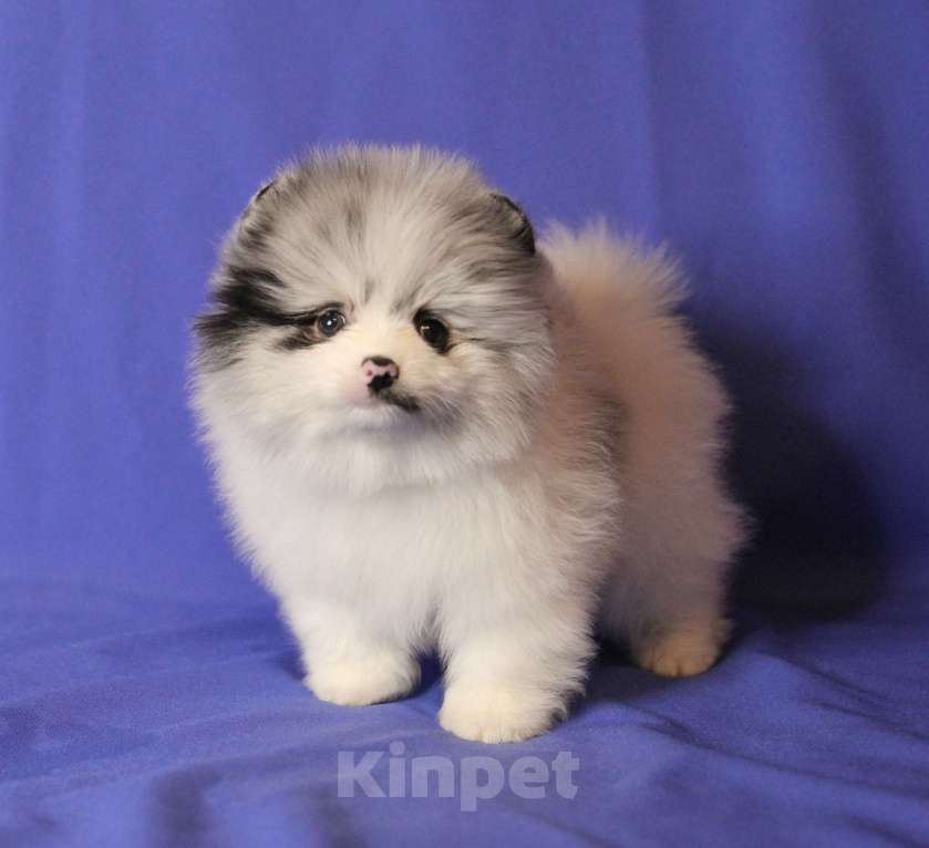 Собаки в Люберцах: щенок шпица эксклюзив Мальчик, 50 000 руб. - фото 6