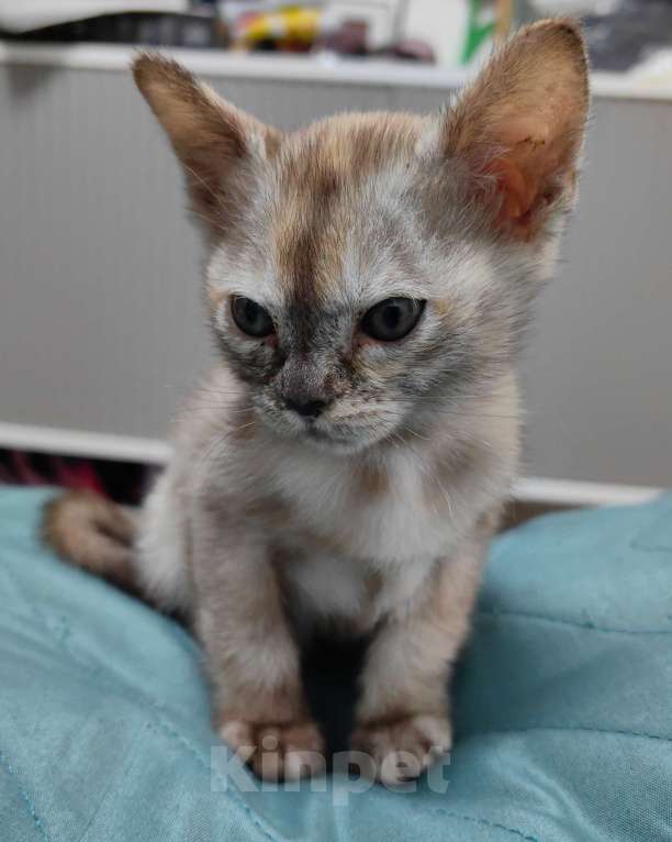 Кошки в Санкт-Петербурге: Бурманские котята девочки Девочка, 23 000 руб. - фото 7