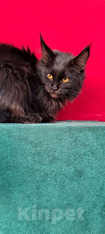 Кошки в Москве: Рыськи Девочка, 110 000 руб. - фото 4