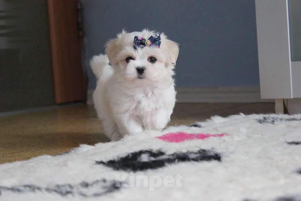 Собаки в Омске: Мальтезе красивый мини малыш Мальчик, 75 000 руб. - фото 3