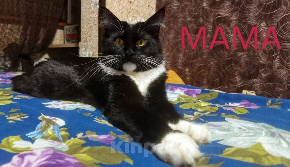 Кошки в Севастополе: Мэйн-кун полидакт Девочка, 30 000 руб. - фото 4
