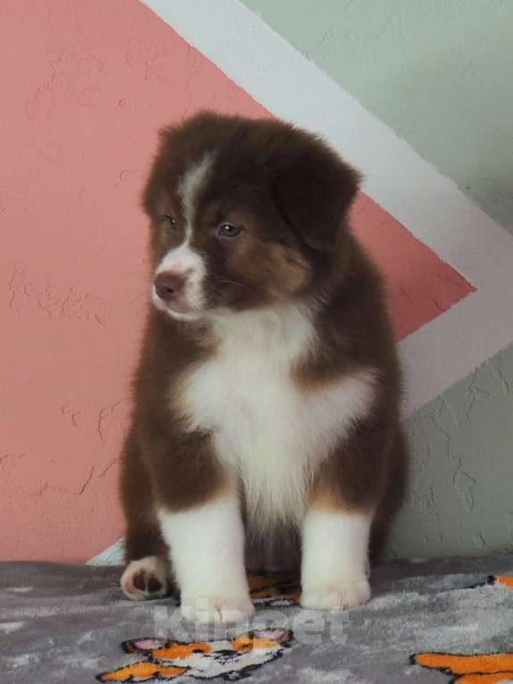 Собаки в Липецке: Австралийская овчарка Девочка, 90 000 руб. - фото 2