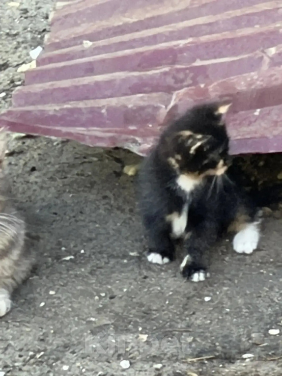 Кошки в Калуге: Котенок Девочка, Бесплатно - фото 1