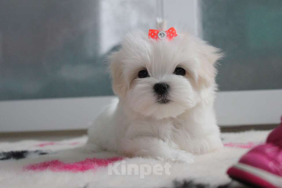 Собаки в Омске: Мальтезе щенок Левгорд Дафна Девочка, 140 000 руб. - фото 5
