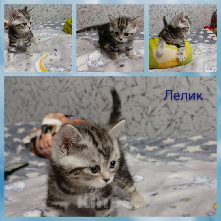 Кошки в Волгограде: Шотландские вислоухие котята Разнополые, Бесплатно - фото 4