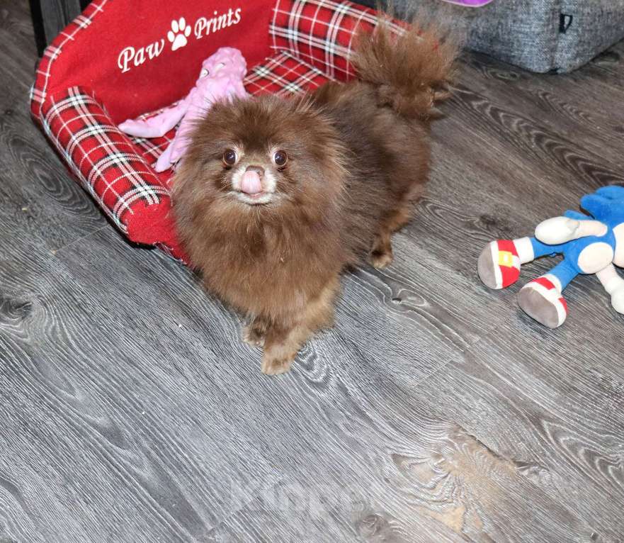 Собаки в Москве: Шоколадная девочка Девочка, 10 000 руб. - фото 4