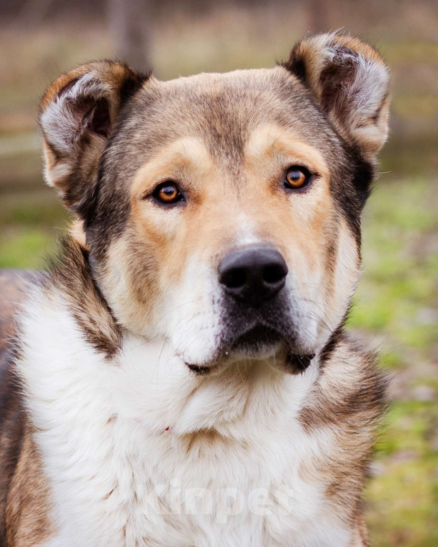 Собаки в Москве: Михаил Потапыч - плюшевый алабайка в приюте, ищет дом Мальчик, Бесплатно - фото 2