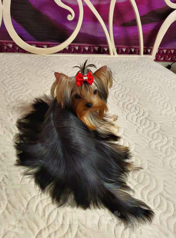 Собаки в Москве: МАЛЬЧИКИ-КРАСАВЧИКИ Мальчик, 45 руб. - фото 8