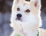 Собаки в Солнечногорске: Маленькая красотка в дар Девочка, Бесплатно - фото 2