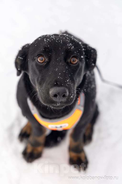 Собаки в Москве: Боня коротколапик ищет дом Девочка, Бесплатно - фото 6