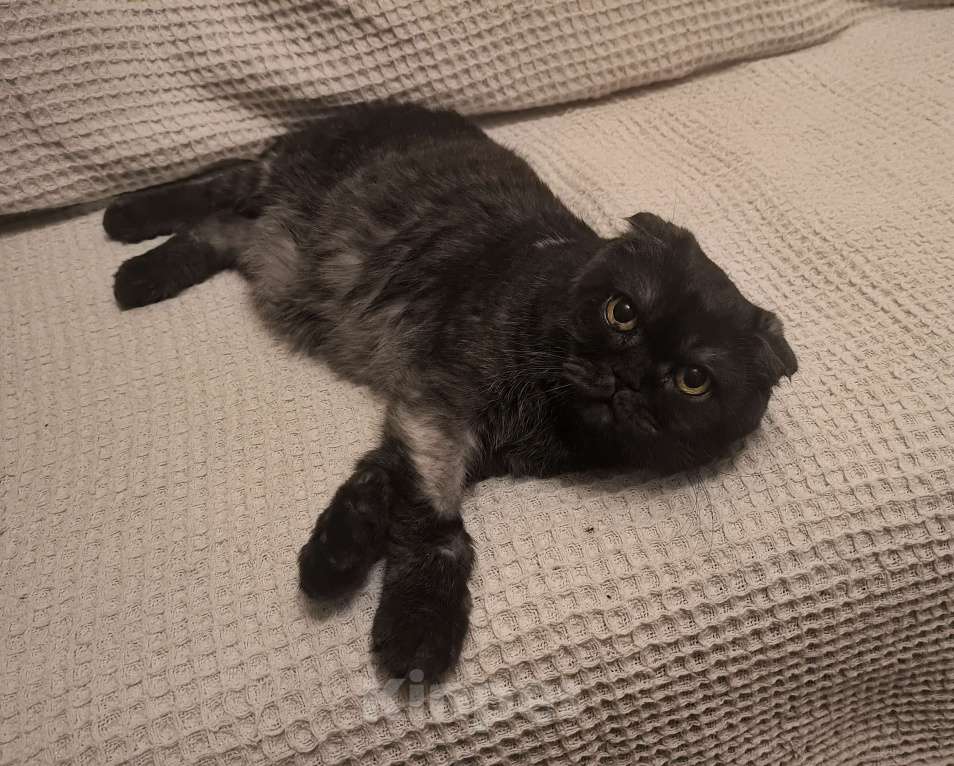 Кошки в Москве: Ласковая старушка Чучундра Девочка, Бесплатно - фото 5