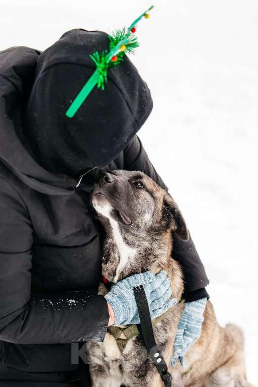 Собаки в Москве: Тигровая девочка в поисках дома Девочка, Бесплатно - фото 9