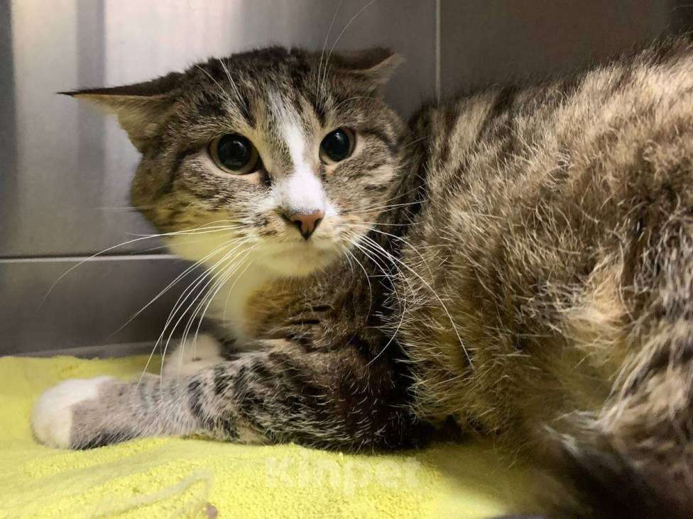 Кошки в Санкт-Петербурге: кошечка ищет дом 🏡 Девочка, Бесплатно - фото 2