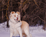 Собаки в Москве: Ищет дом красивый мальчик по кличке Беляшик Мальчик, Бесплатно - фото 4