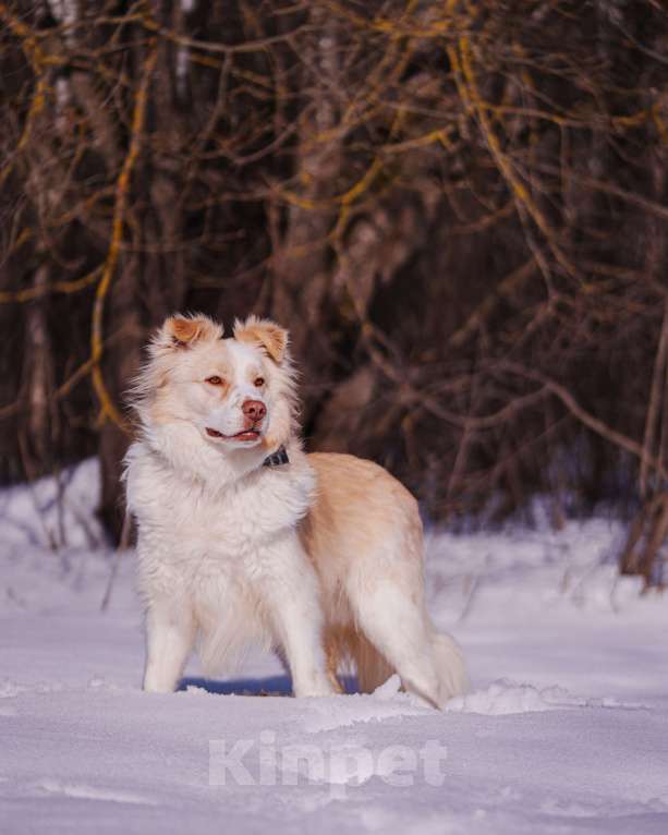 Собаки в Москве: Ищет дом красивый мальчик по кличке Беляшик Мальчик, Бесплатно - фото 4