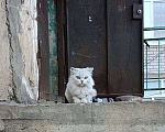 Кошки в Москве: Породистого котика выкинули Мальчик, Бесплатно - фото 2
