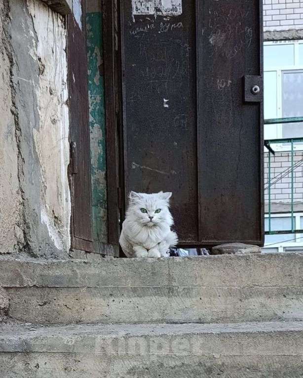 Кошки в Москве: Породистого котика выкинули Мальчик, Бесплатно - фото 2