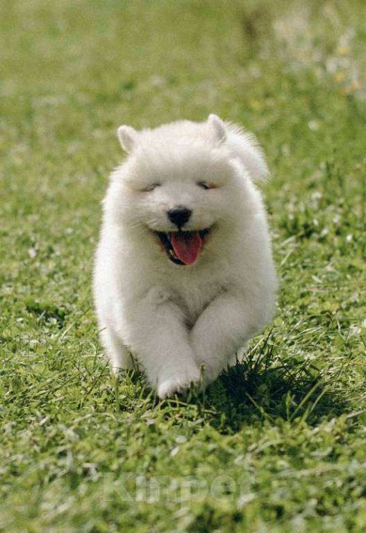 Собаки в Смоленске: Щенки самоеда Девочка, 70 000 руб. - фото 2