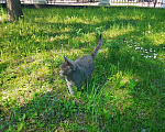 Кошки в Москве: Котенок нолубого цвета Мальчик, Бесплатно - фото 10