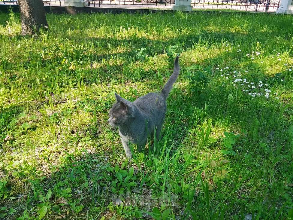 Кошки в Москве: Котенок нолубого цвета Мальчик, Бесплатно - фото 10