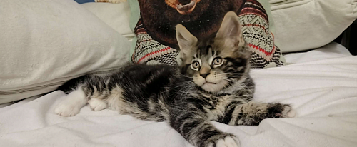 Бонифаций Аква Хулиган