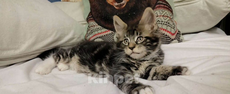 Кошки в Санкт-Петербурге: Бонифаций Аква Хулиган Мальчик, 59 000 руб. - фото 1