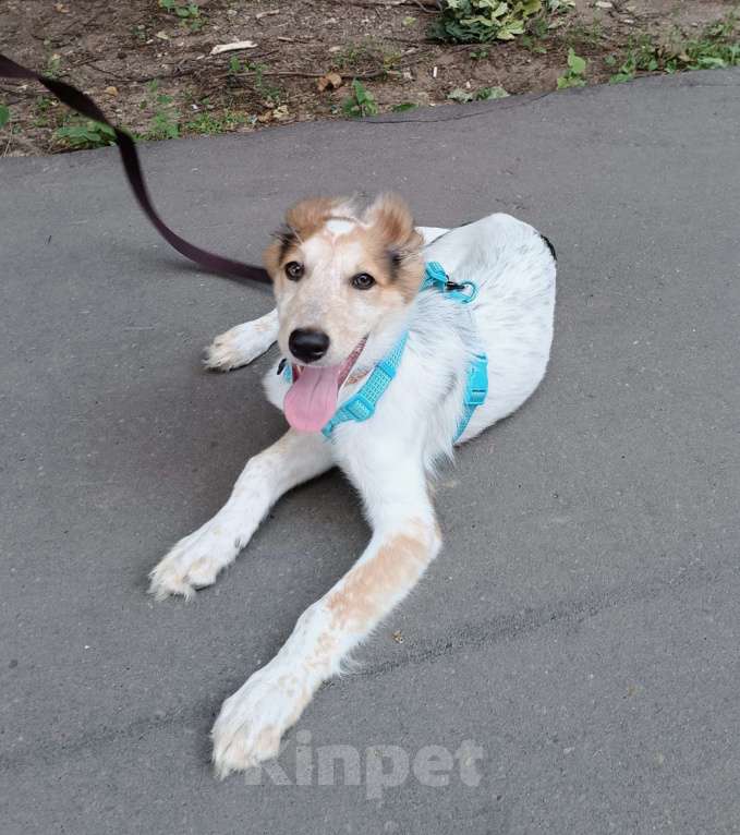Собаки в Москве: Космический щенок Плутон Мальчик, Бесплатно - фото 9