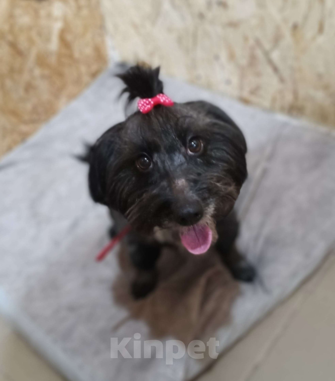 Собаки в Тамбове: Герда ищет передержку или дом Девочка, Бесплатно - фото 3