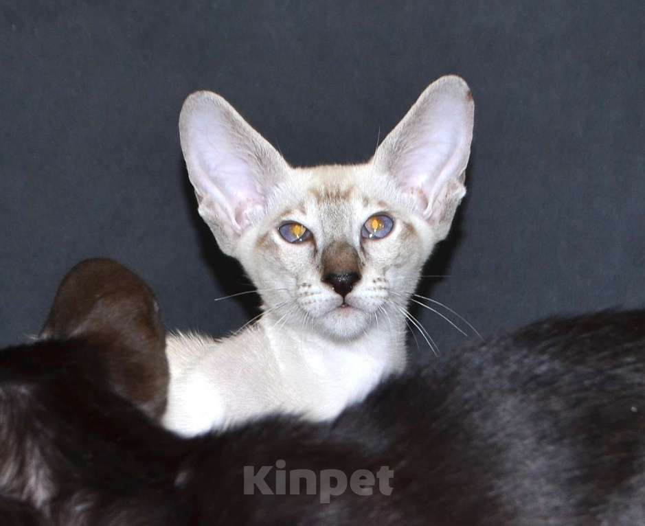 Кошки в Глазове: Хантер Мальчик, 25 000 руб. - фото 1