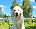 Собаки в Москве: Золотистый ретривер очаровательные щенки Мальчик, 60 000 руб. - фото 5